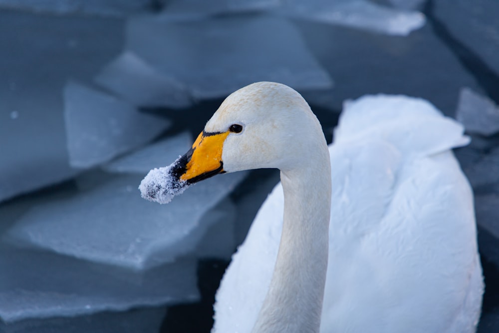 a close up of a white swan near ice