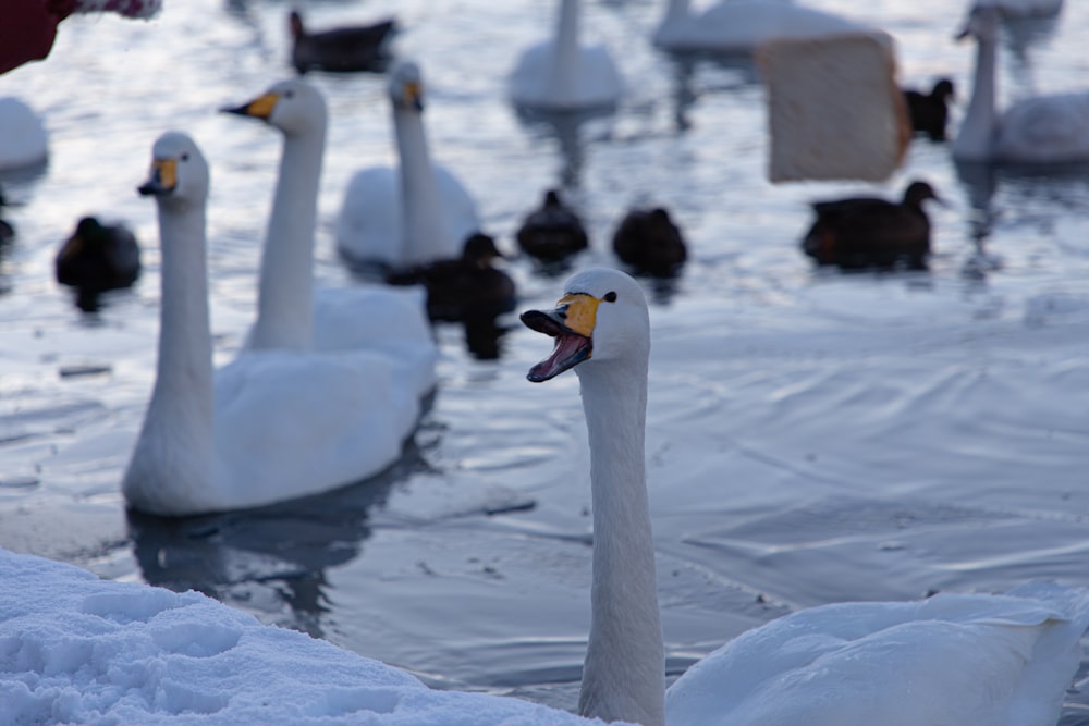 a flock of ducks floating on top of a body of water