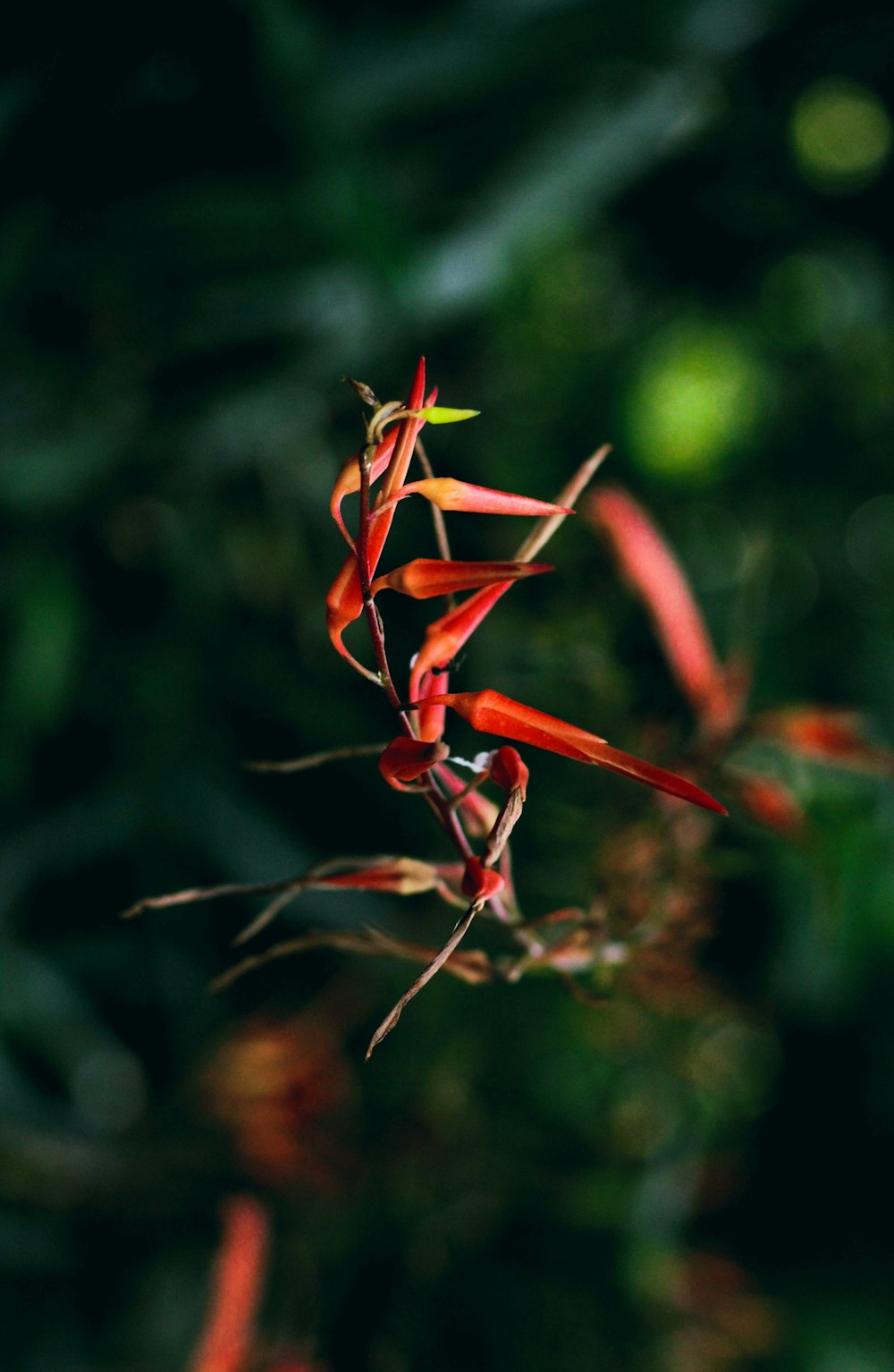 a close up of a plant with red flowers