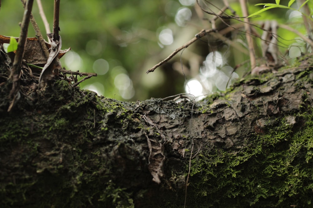 um galho de árvore coberto de musgo em uma floresta