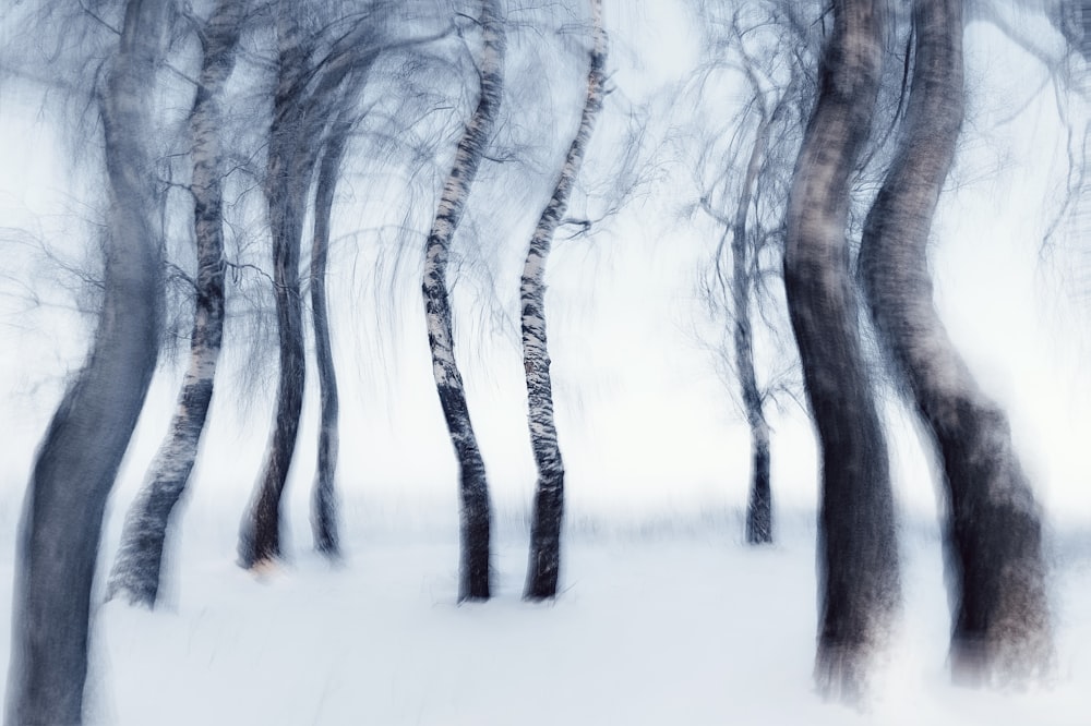 a group of trees that are in the snow