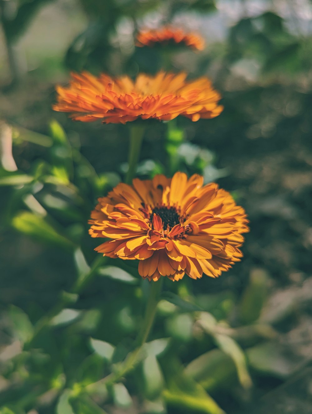 un primer plano de una flor con un fondo borroso