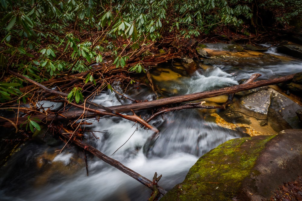 un ruisseau qui coule à travers une forêt verdoyante