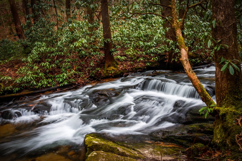 a stream running through a lush green forest