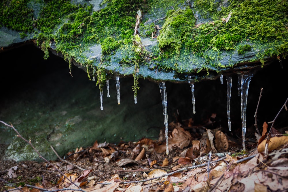 a moss covered cave with icicles hanging from it