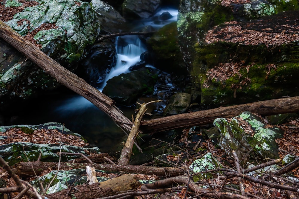 a stream running through a forest filled with rocks