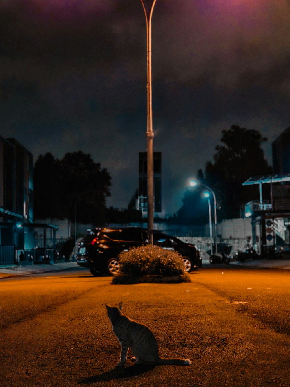 a cat sitting on the ground under a street light