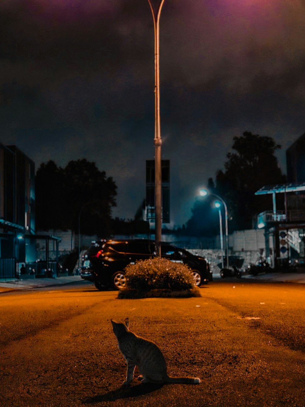 un gato sentado en el suelo bajo una farola