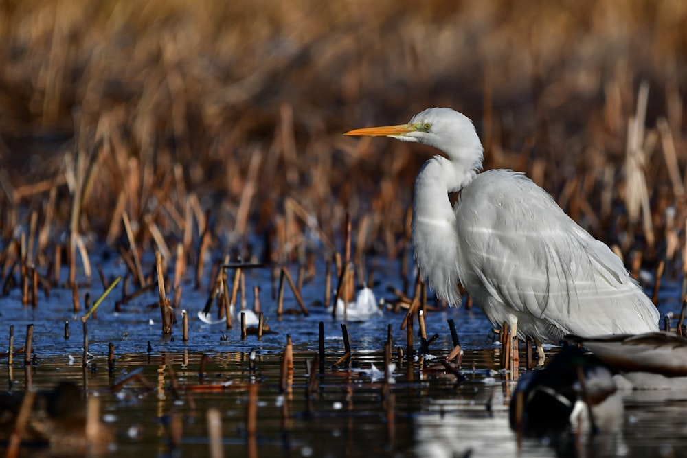 a white bird is standing in the water