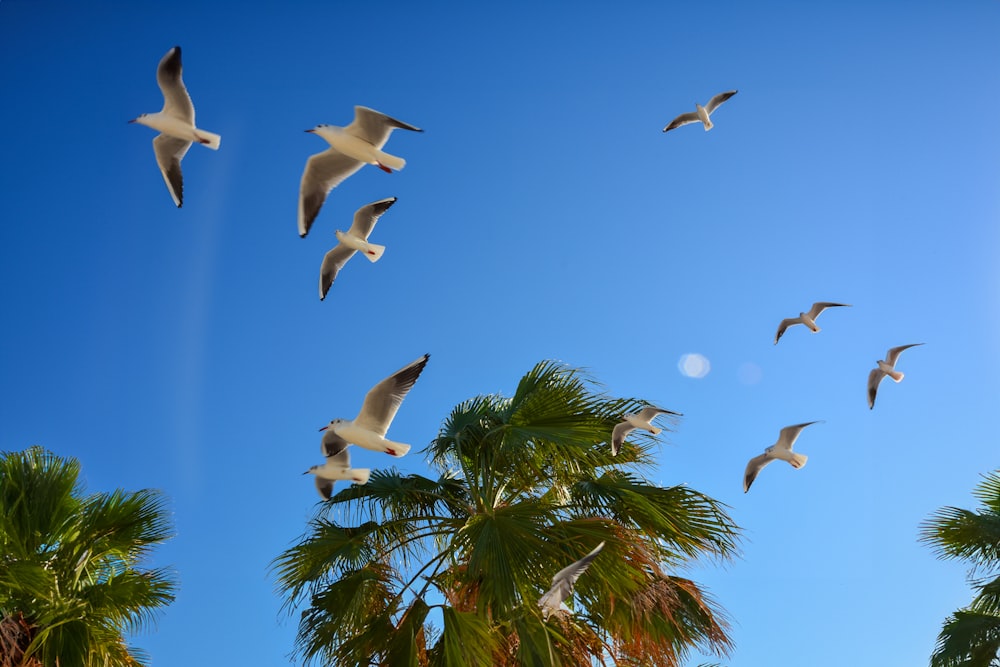 a flock of birds flying over a palm tree