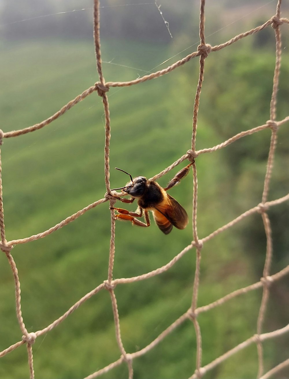 a yellow and black insect hanging on a net