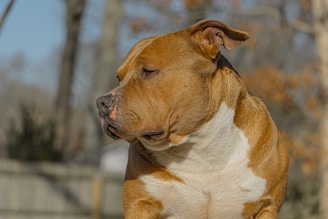 American Bully