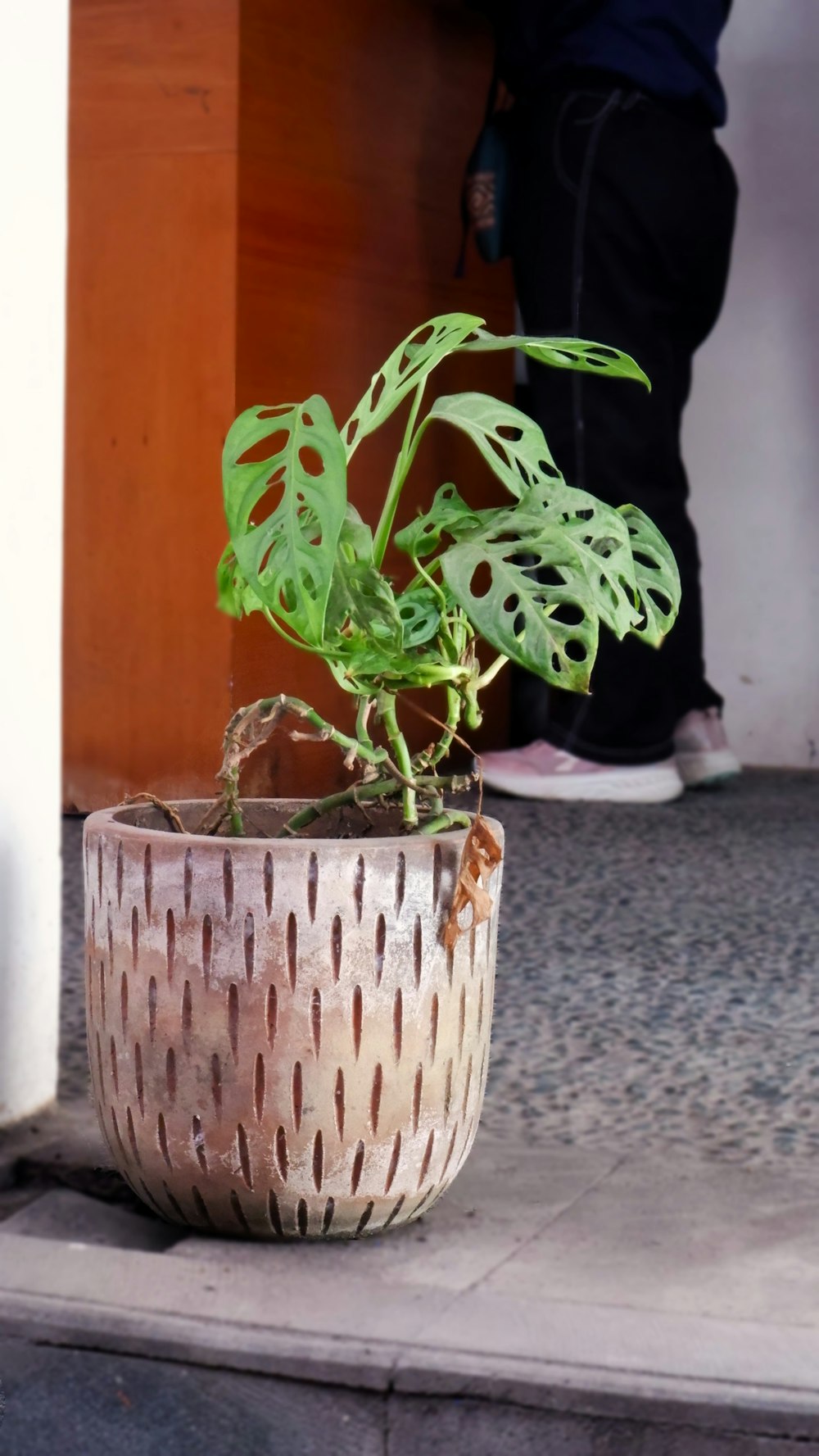 a potted plant is sitting on the sidewalk