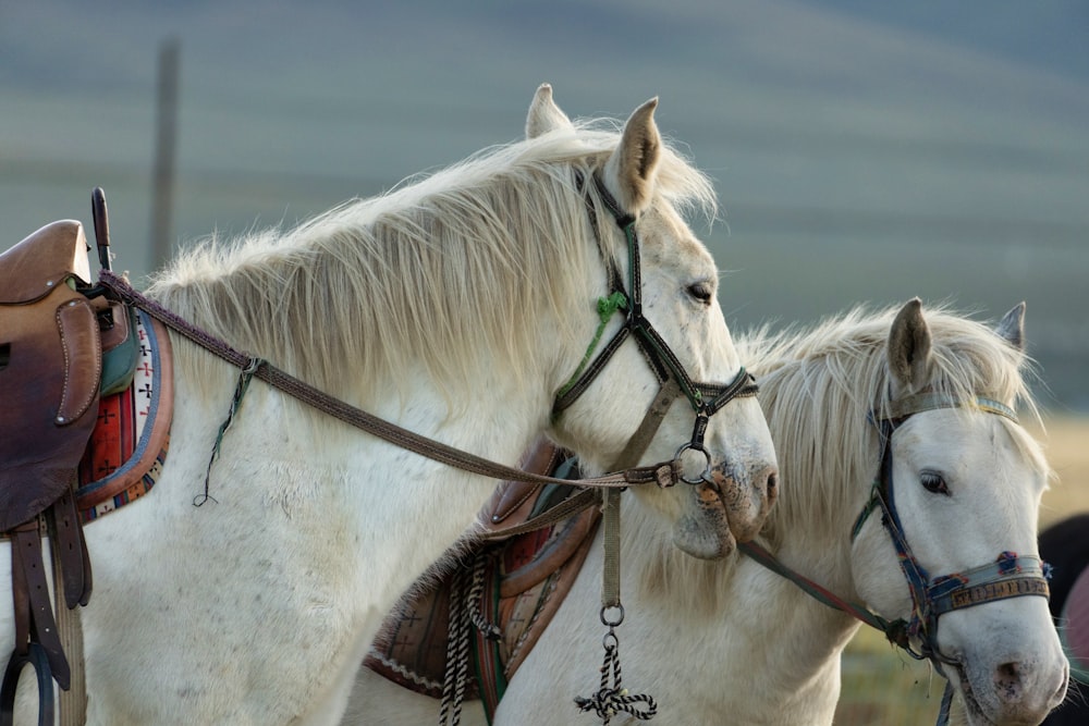 a couple of white horses standing next to each other
