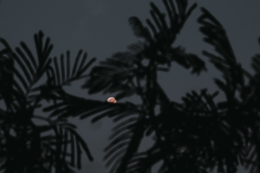 a full moon seen through the branches of a palm tree