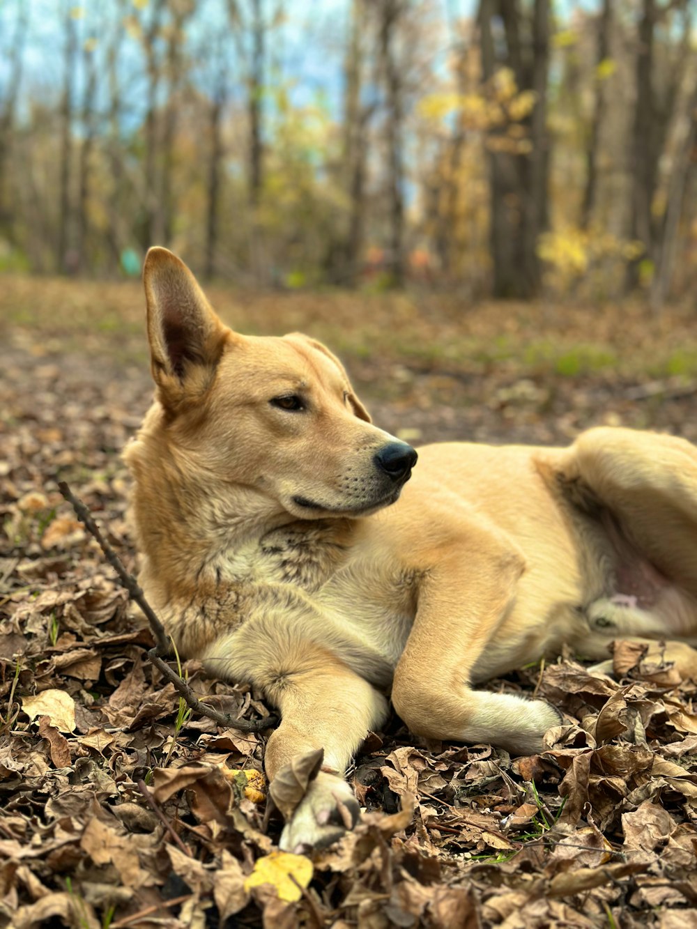 a brown dog laying on top of a pile of leaves