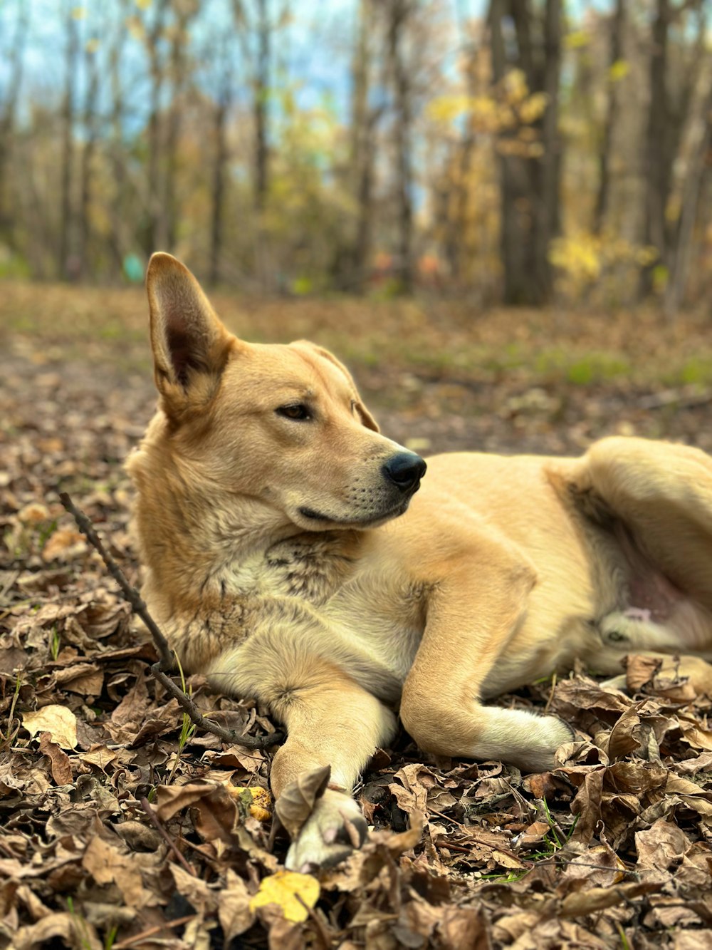 um cão marrom deitado em cima de uma pilha de folhas