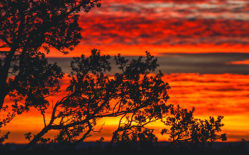 um céu vermelho e amarelo com nuvens e árvores