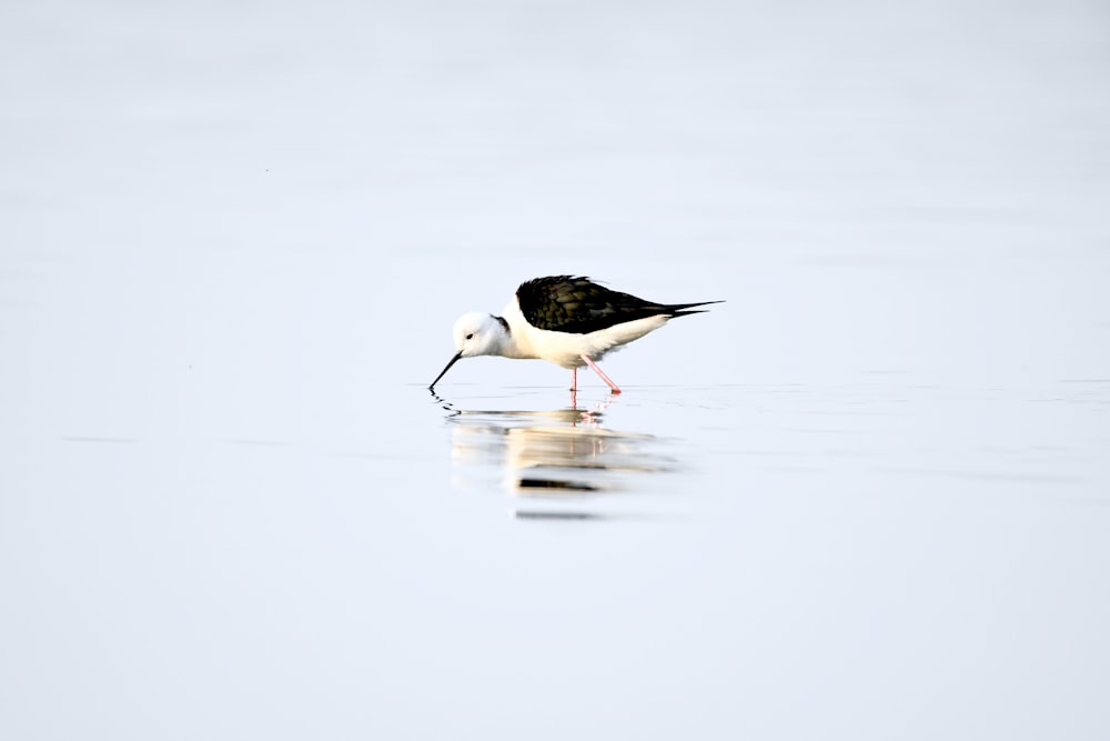 a black and white bird standing in the water