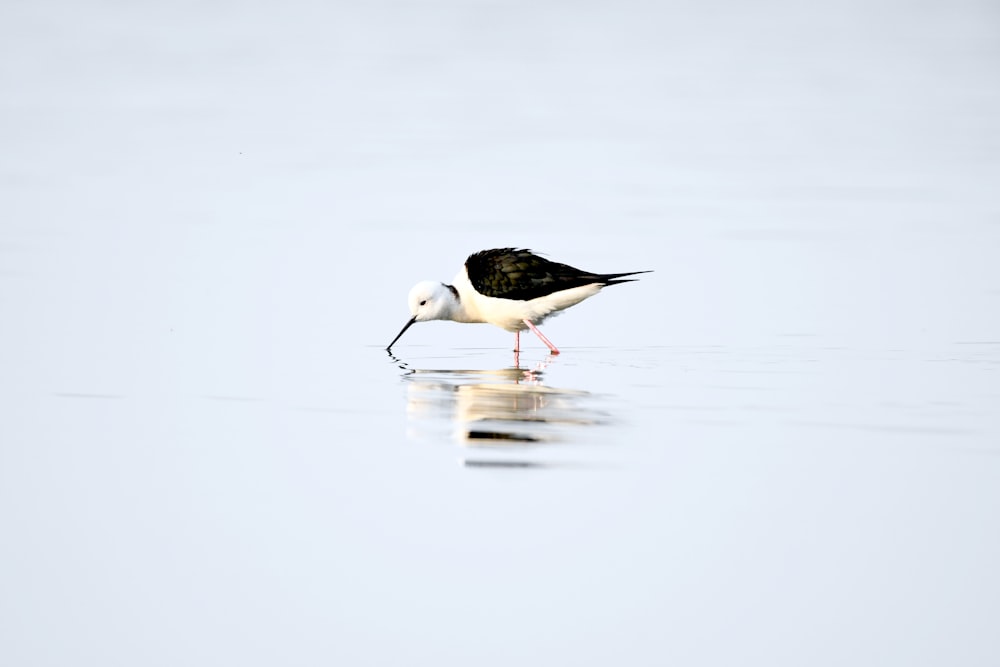 Ein schwarz-weißer Vogel steht im Wasser