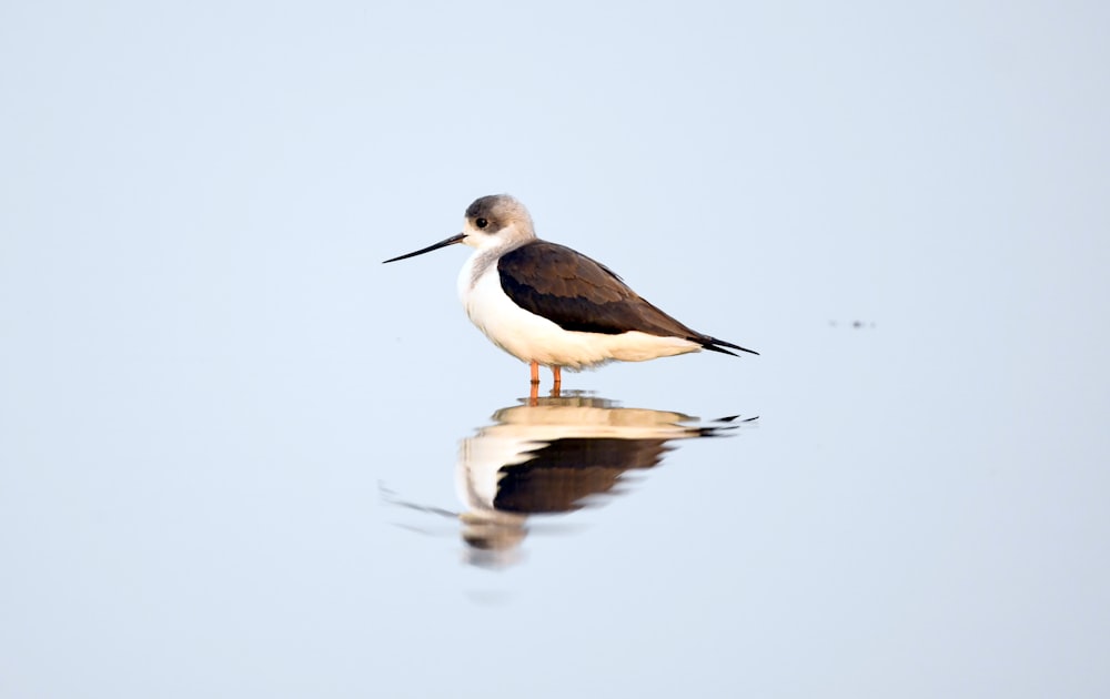 a bird is standing on the water with its reflection