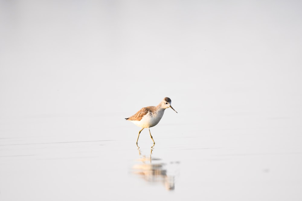 a bird walking across a body of water