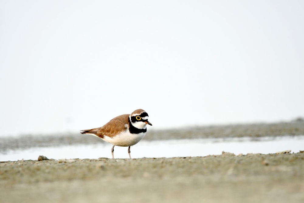 a brown and white bird standing on top of a sandy beach