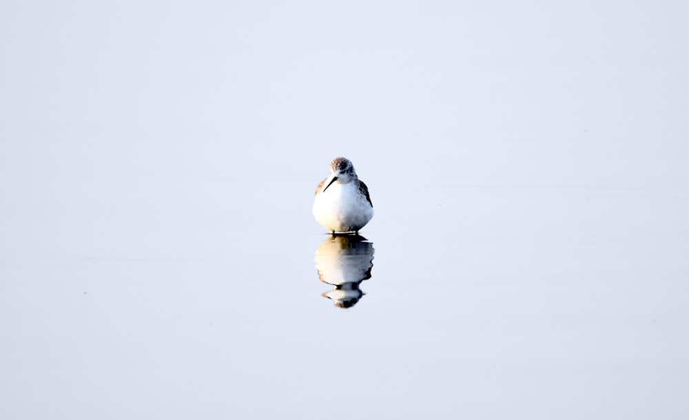 a white bird sitting on top of a body of water