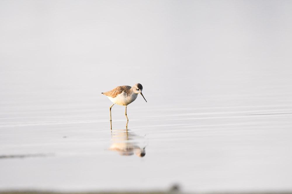 a bird is standing in the water and looking for food