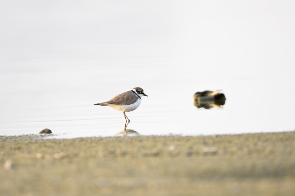 a small bird standing on a beach next to a body of water