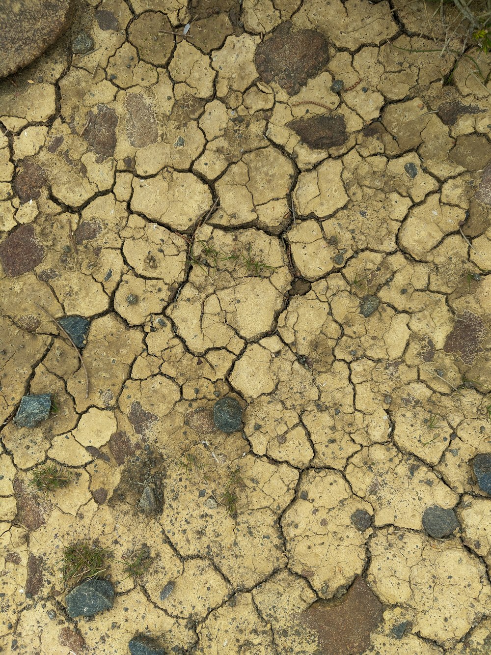 a bird is sitting on the cracked ground