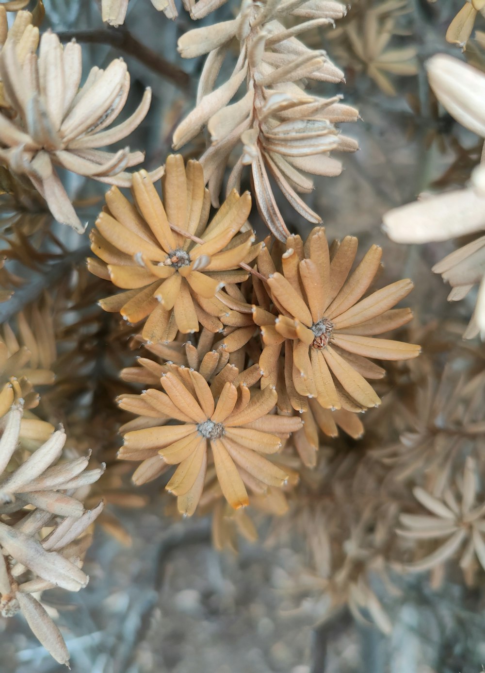 a close up of a bunch of flowers on a tree