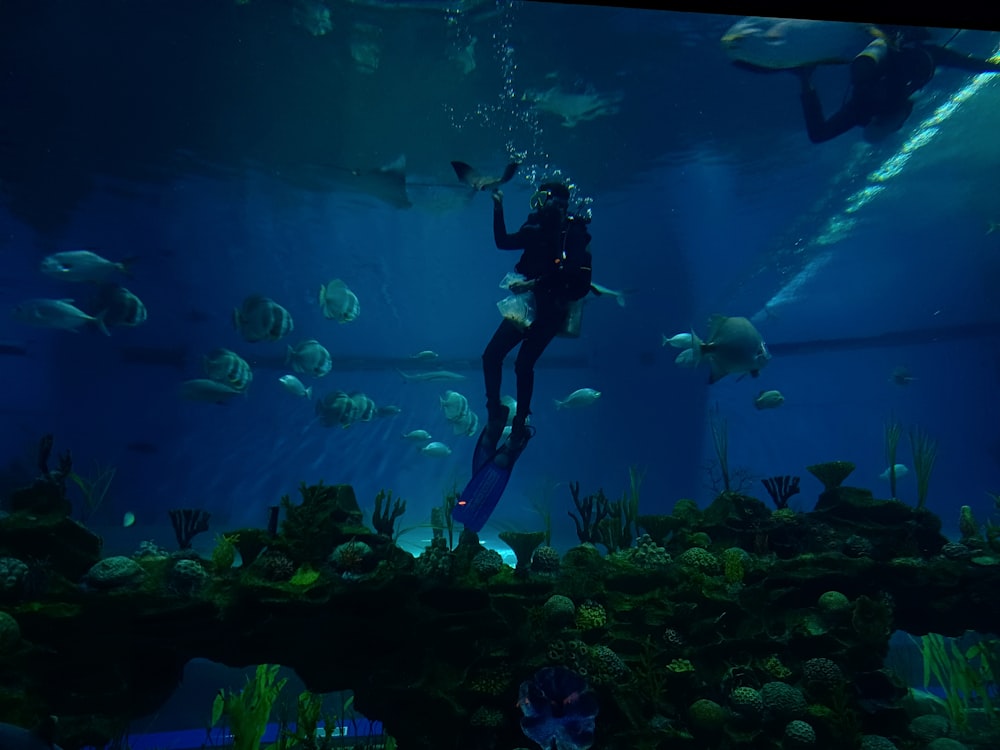 a person in a scuba suit swimming in an aquarium