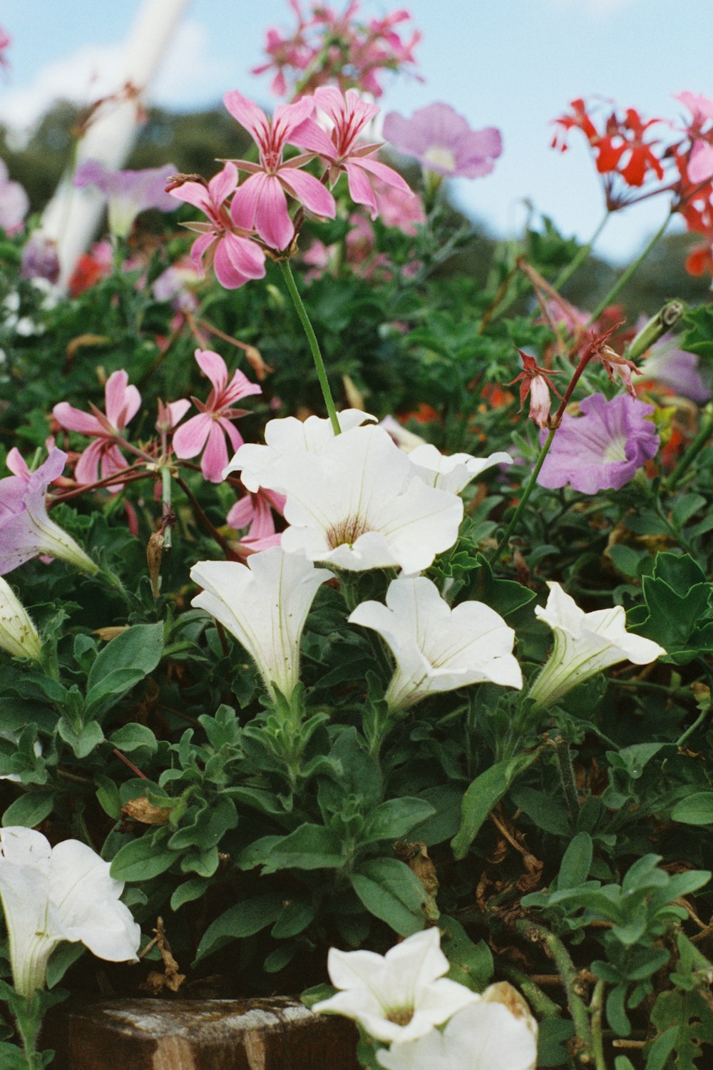 a bunch of flowers that are in a pot