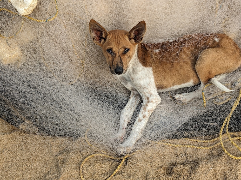 a brown and white dog laying on top of a net