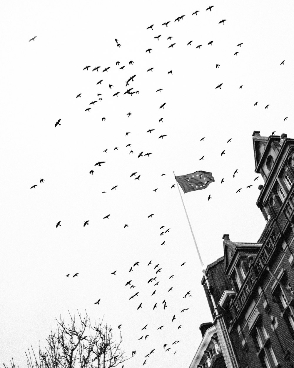 a flock of birds flying over a tall building