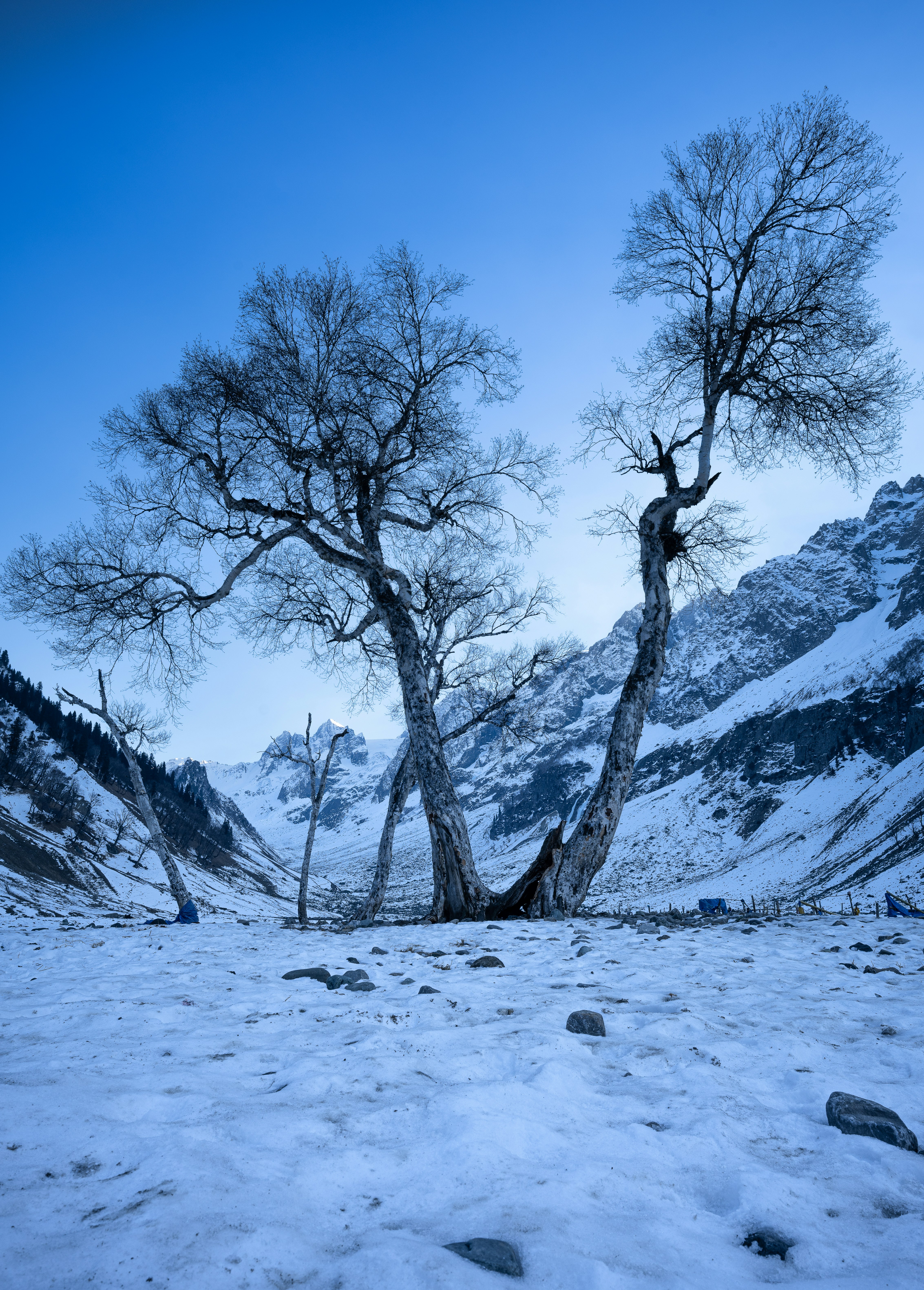 a couple of trees that are standing in the snow