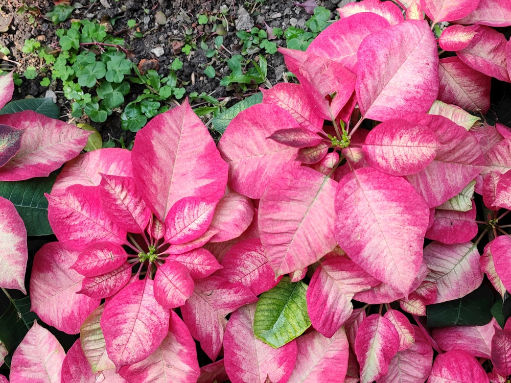 a close up of a bunch of pink poinsettias