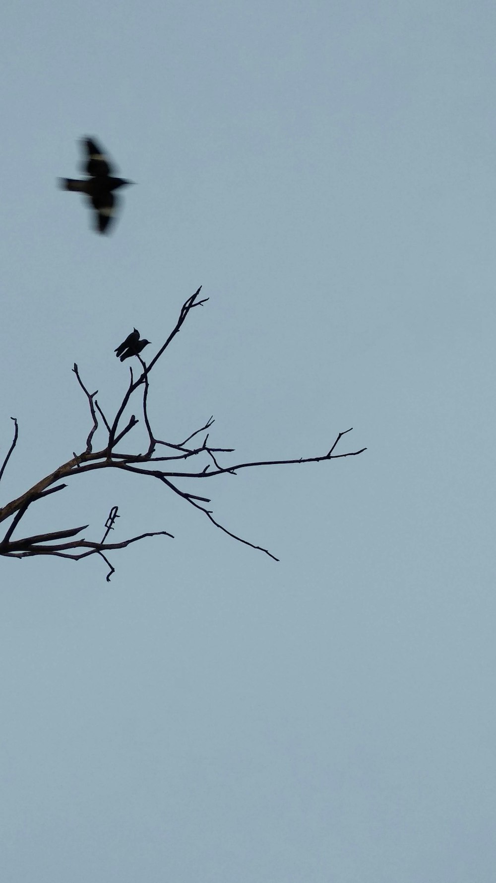 a bird flying over a bare tree branch