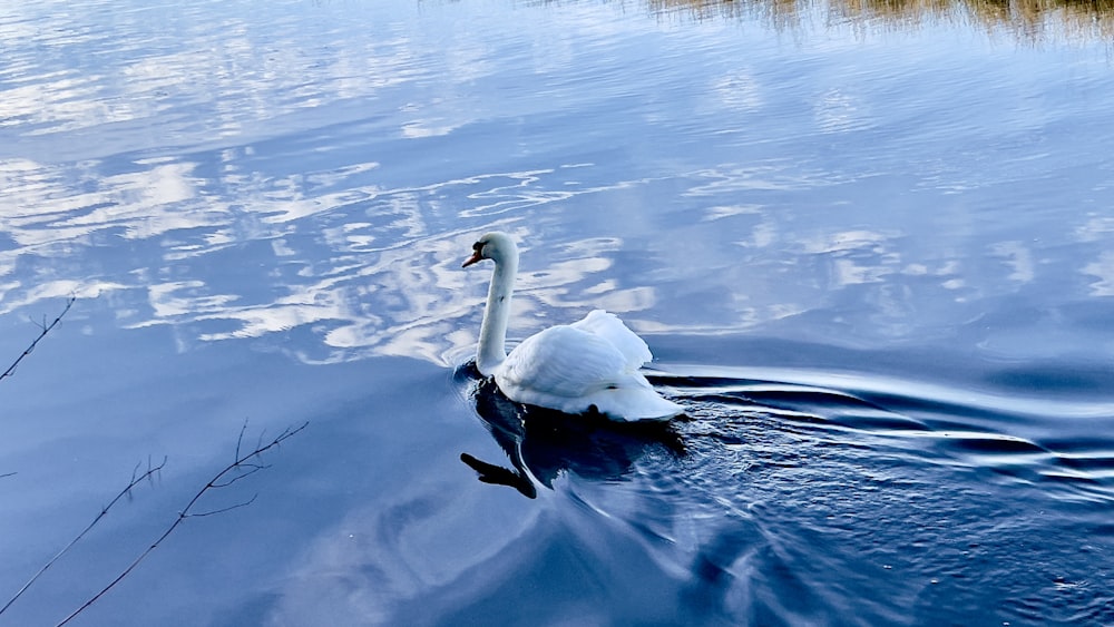 a swan is swimming in the water near the shore