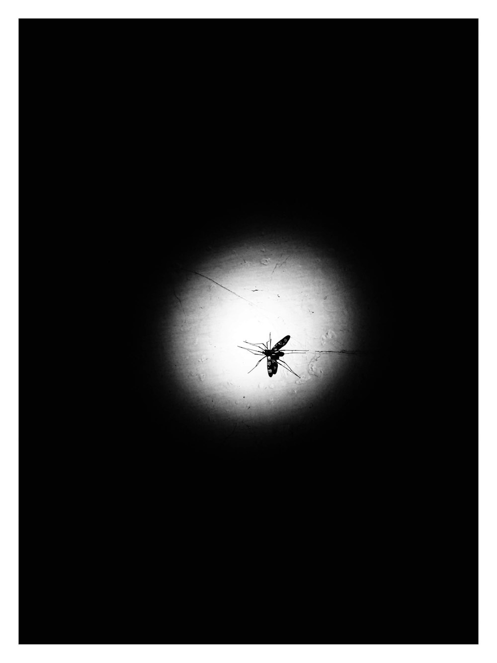 a black and white photo of a mosquito in the dark
