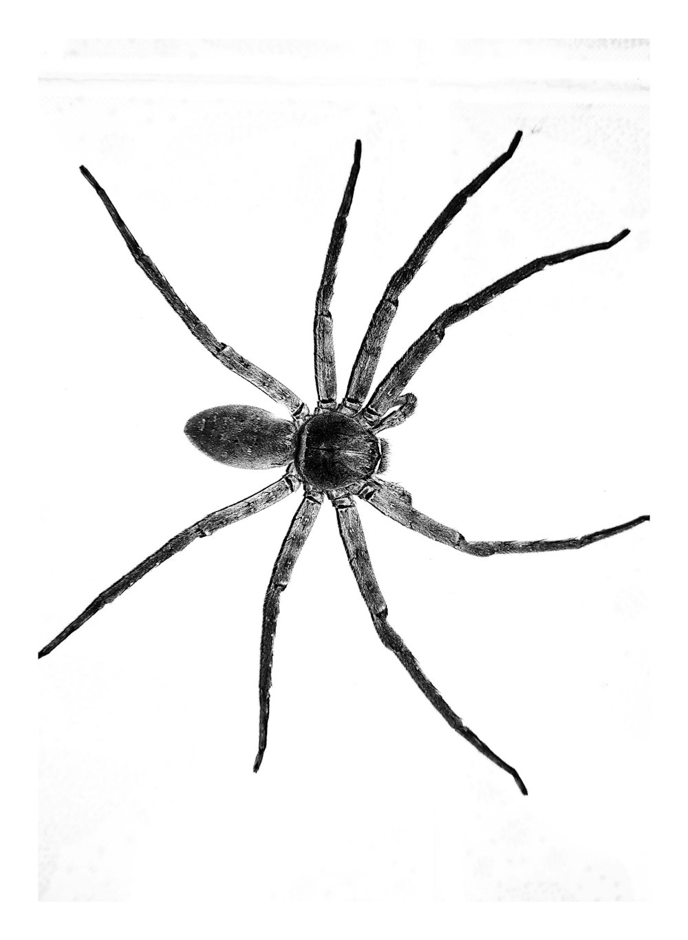 a black and white photo of a spider