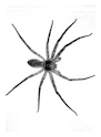 a black and white photo of a spider