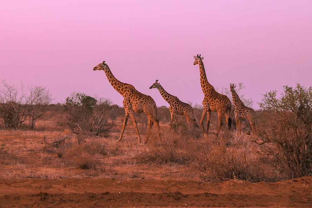 a group of giraffes walking across a dry grass field