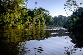 a body of water surrounded by lush green trees