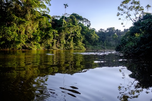 a body of water surrounded by lush green trees
