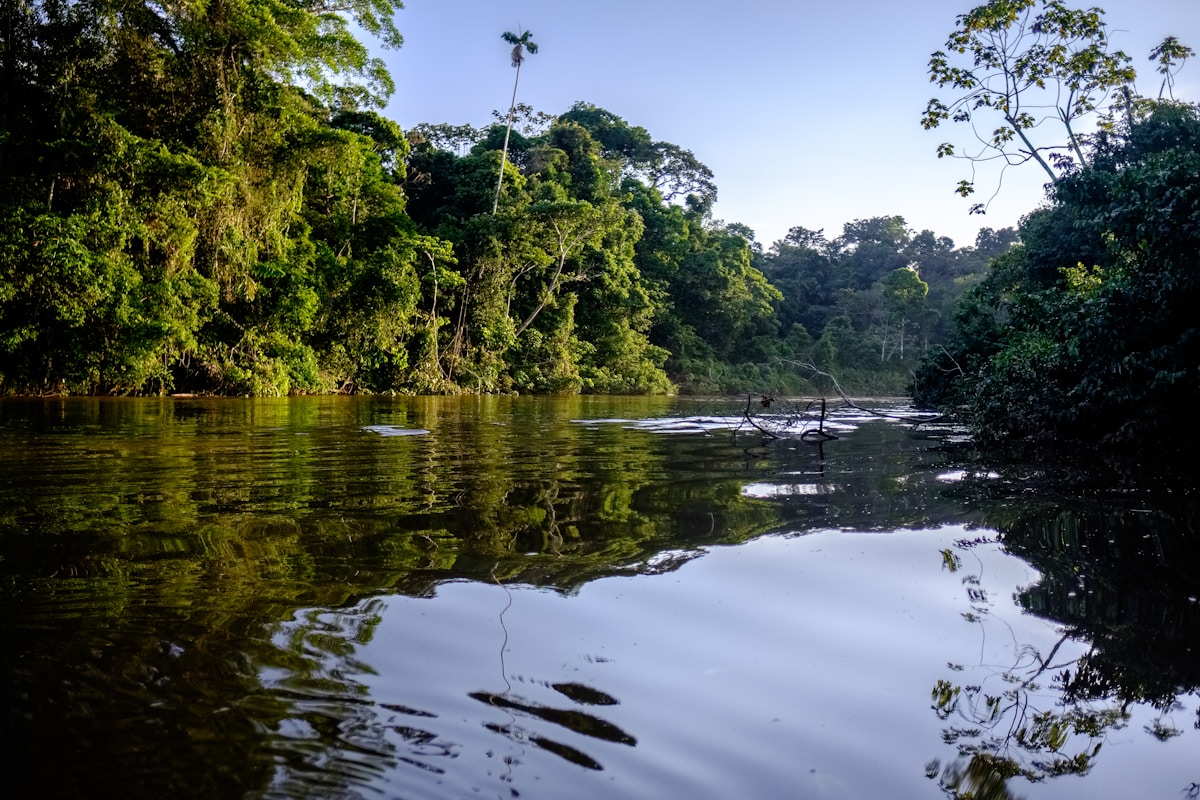 medtech related image for: Reuters: Brazil's Lula Pledges $1B to Global Forest Fund