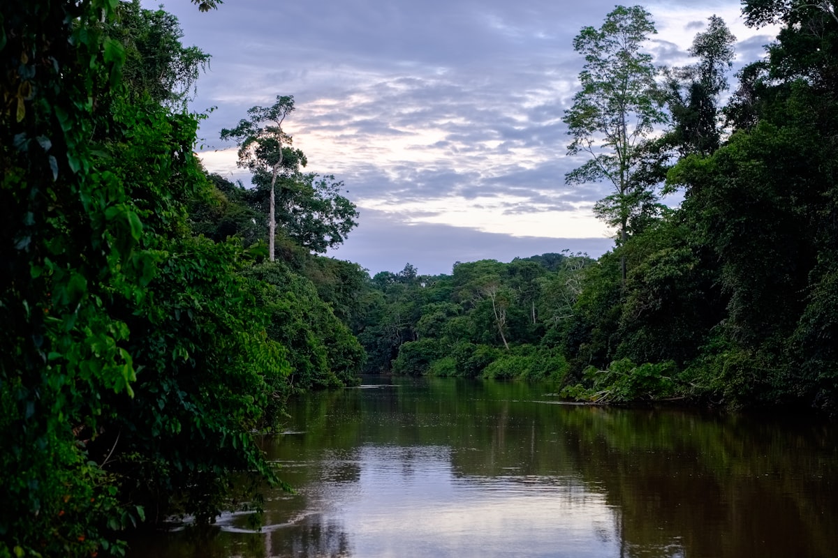 Os canais do Rio Negro, a caminho de Anavilhanas