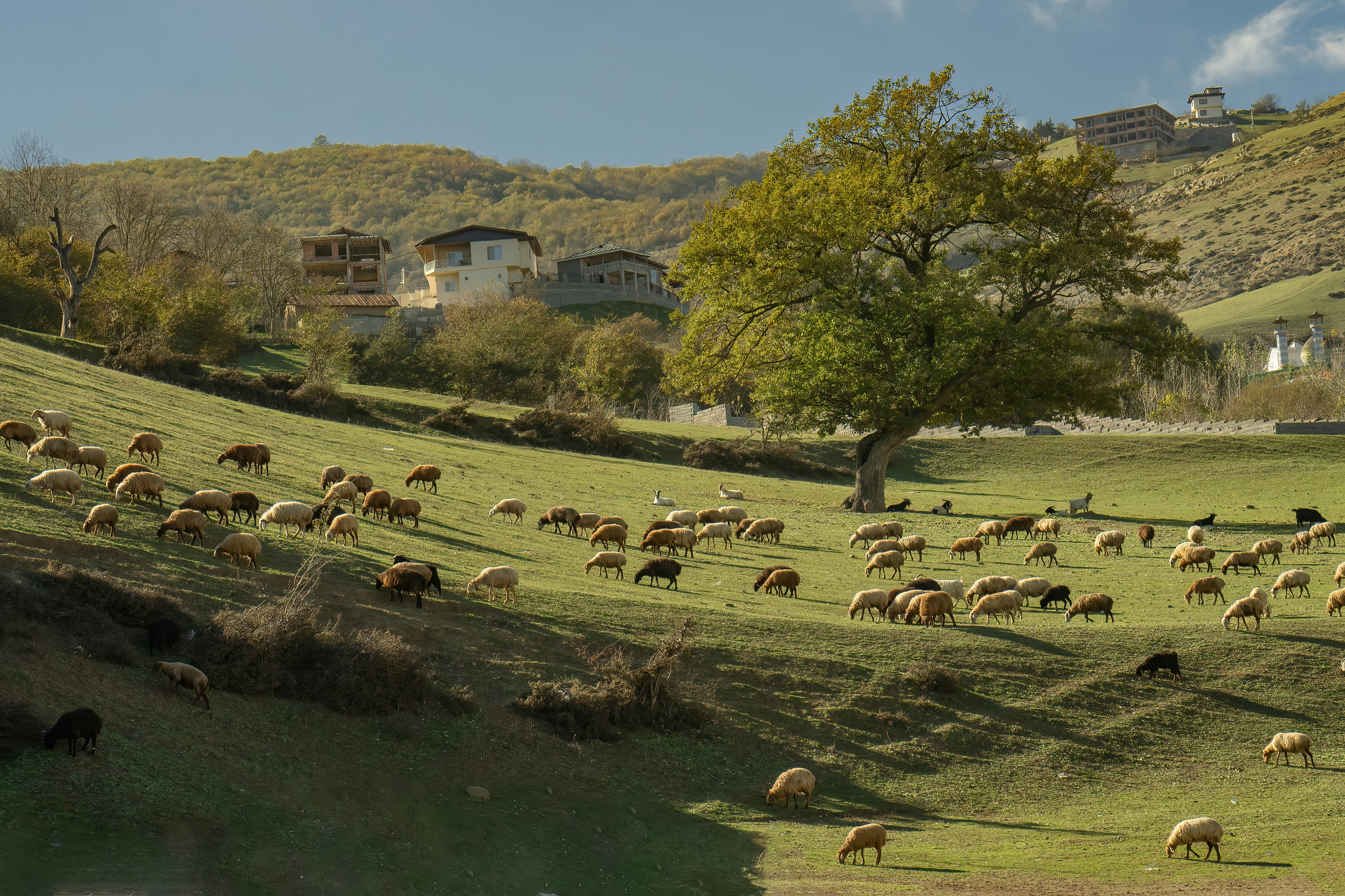 a herd of sheep grazing on a lush green hillside