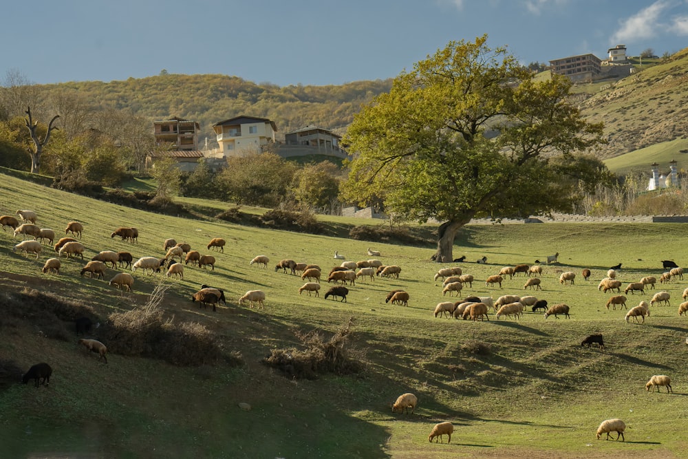 a herd of sheep grazing on a lush green hillside